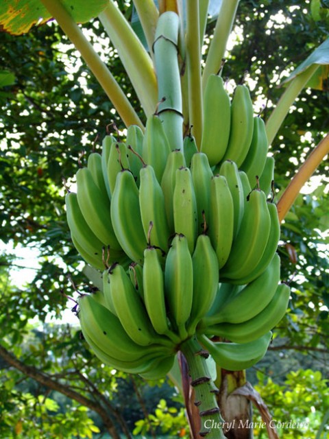 At home in the tropics: the banana tree – Cheryl Marie Cordeiro