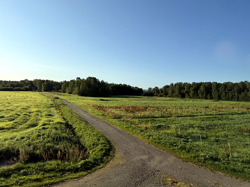 Gravel track through hayfields at Svanhovd, early morning