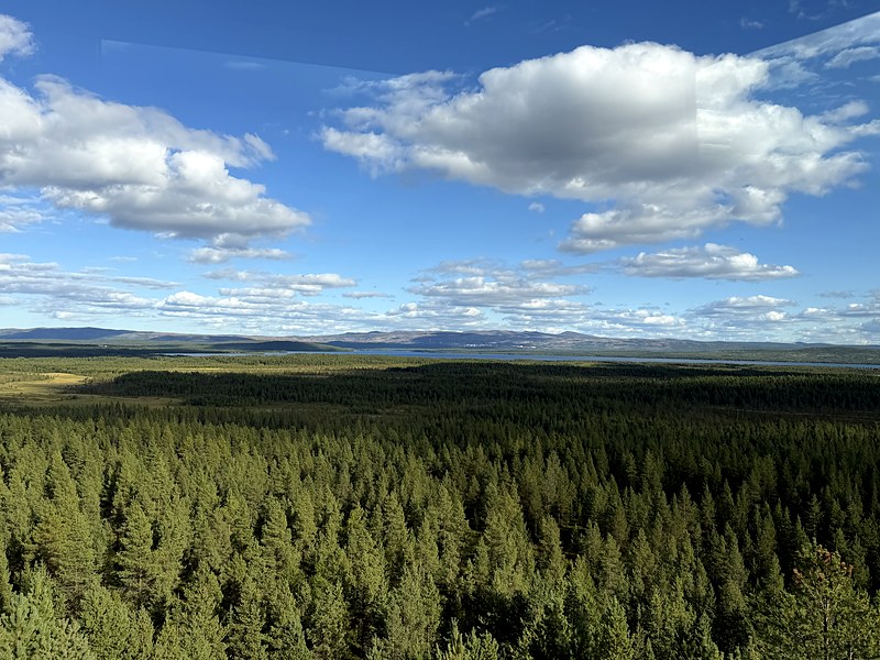 Pine forest stretching to the horizon seen from the lookout tower
