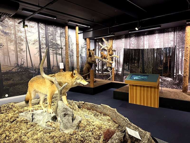 Wolf and brown bear with cubs in the Svanhovd national park exhibition